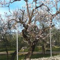 Mandorlo in fiore verso la chiesetta del Padre Eterno