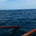 Delfini nelle acque giovinazzesi