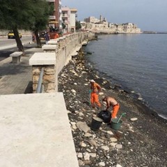 La pulizia del litorale di Giovinazzo