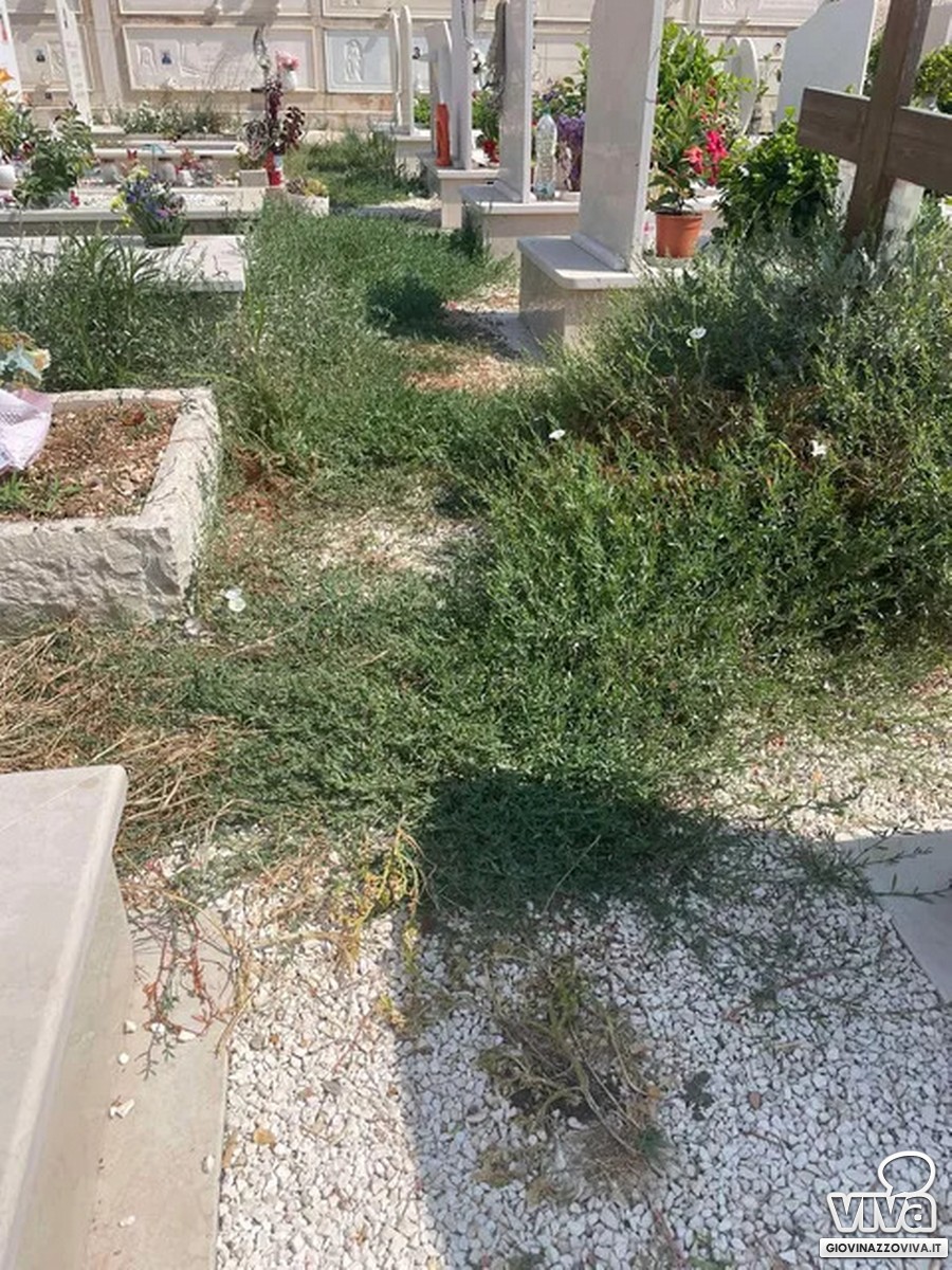 Erbacce infestanti e sterpaglie nel cimitero comunale