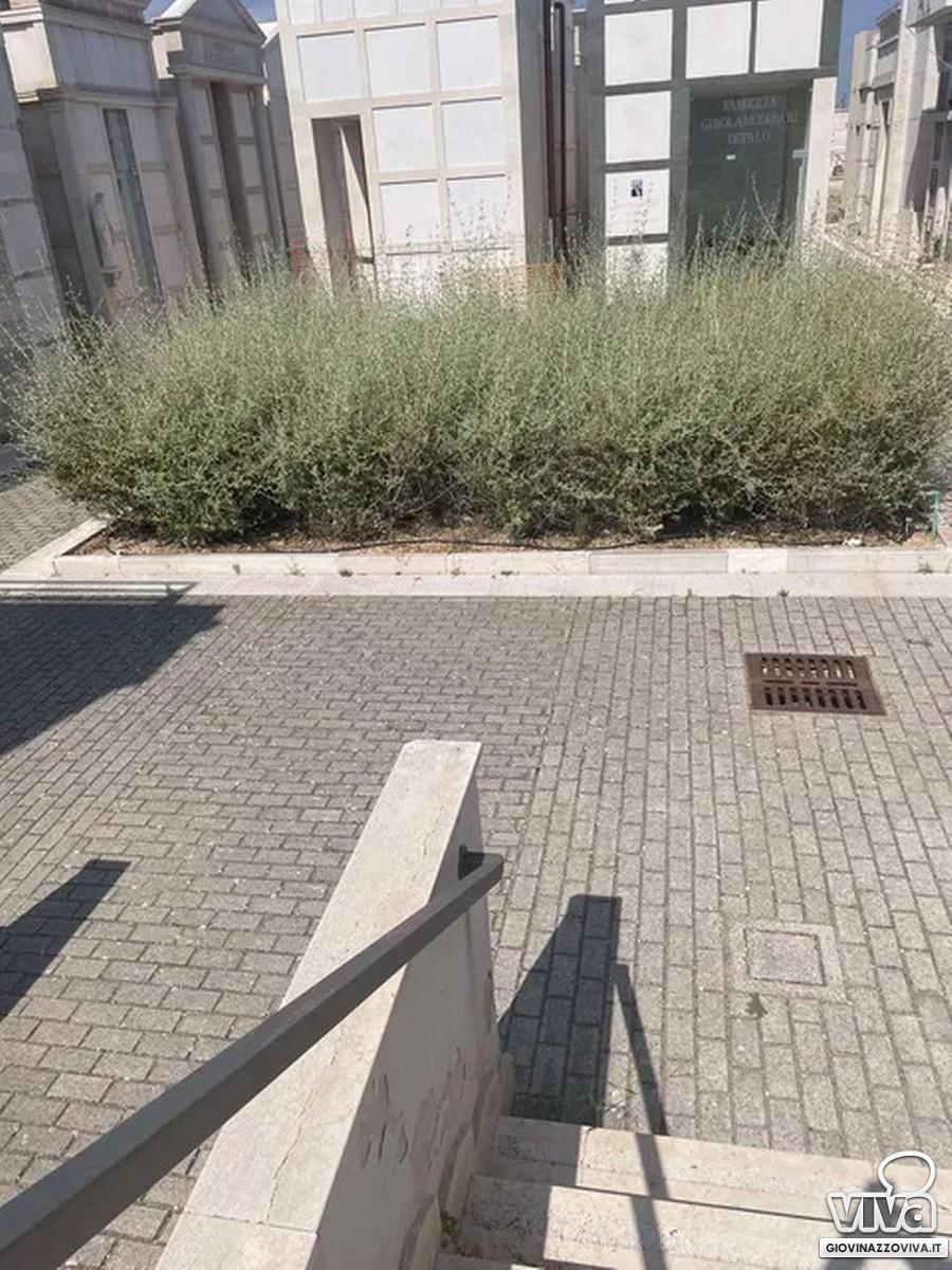 Erbacce infestanti e sterpaglie nel cimitero comunale