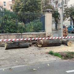 Tragedia sfiorata a Giovinazzo: albero si schianta in viale De Gaetano