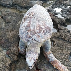 Due tartarughe spiaggiate sulla costa Giovinazzo, una non aveva la testa