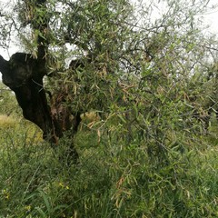 Maltempo, nelle campagne di Giovinazzo è strage di ulivi