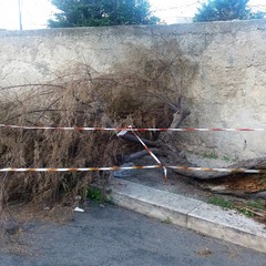 L'albero caduto in via Durazzo