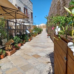 Giovinazzo ottobre 2024