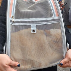 Benedizione animali 2026