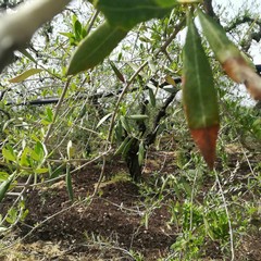 Maltempo, nelle campagne di Giovinazzo è strage di ulivi