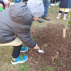 Festa dell'Albero 2024