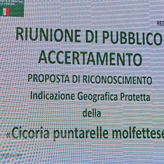 La cicoria puntarelle molfettese, eccellenza del territorio, pronta per il marchio IGP