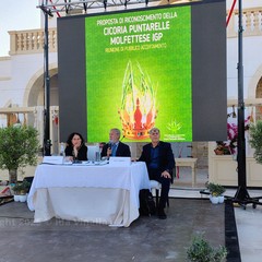 La cicoria puntarelle molfettese, eccellenza del territorio, pronta per il marchio IGP