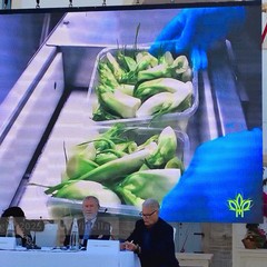 La cicoria puntarelle molfettese, eccellenza del territorio, pronta per il marchio IGP