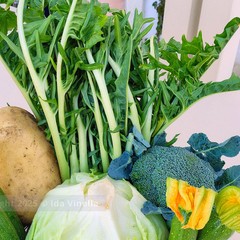 La cicoria puntarelle molfettese, eccellenza del territorio, pronta per il marchio IGP