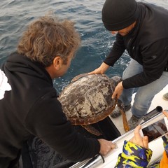 Le cinque tartarughe liberate in Adriatico