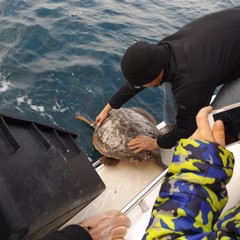 Le cinque tartarughe liberate in Adriatico