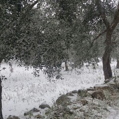 Ulivi, muretti a secco e neve