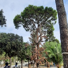Villa Palombella, alberi secchi nel giardino riaperto nel 2020