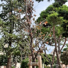 Villa Palombella, alberi secchi nel giardino riaperto nel 2020