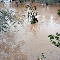 Allagamenti campagne