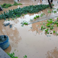 Allagamenti campagne