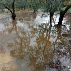 Allagamenti campagne