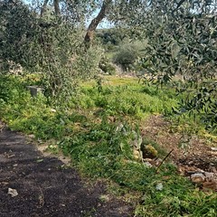 Pulizia agro Giovinazzo