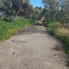 Pulizia agro Giovinazzo