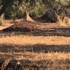 La posidonia rinvenuta nelle campagne di Giovinazzo