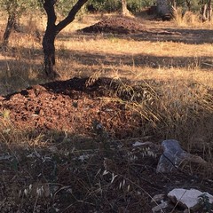 La posidonia rinvenuta nelle campagne di Giovinazzo