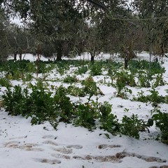 Le coltivazioni aggredite dalla neve