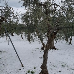 Neve e ghiaccio nelle campagne