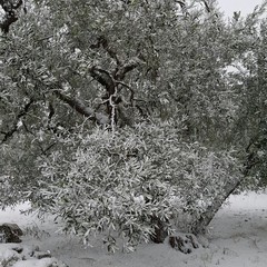 Neve del 6 Gennaio 2017