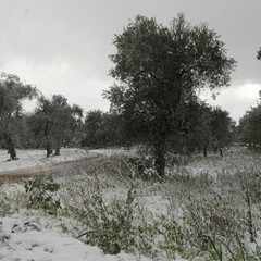 Nelle campagne sulla provinciale per Terlizzi