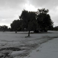 Ghiaccio e neve in agro di Giovinazzo