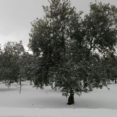 Le campagne verso Terlizzi