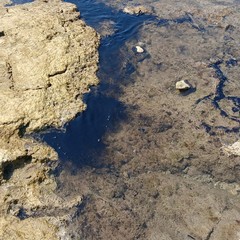 Liquidi oleosi sul litorale di Giovinazzo, rimossa macchia di idrocarburi