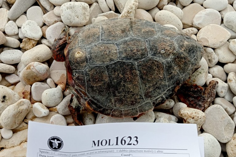 La tartaruga decapitata trovata a Giovinazzo