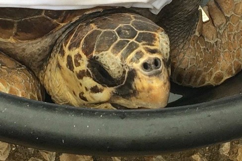La tartaruga liberata al largo di Giovinazzo