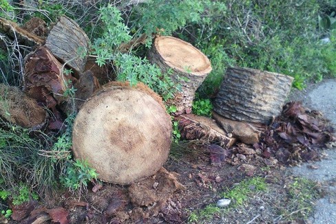 I tronchi delle palme abbandonati nella lama Castello