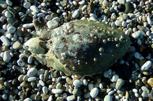 La tartaruga spiaggiata sul lungomare di Levante