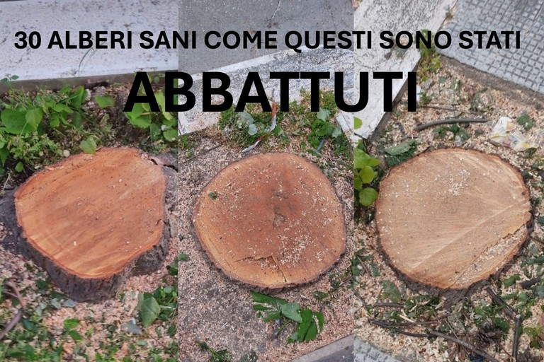 Tigli abbattuti in viale De Gaetano