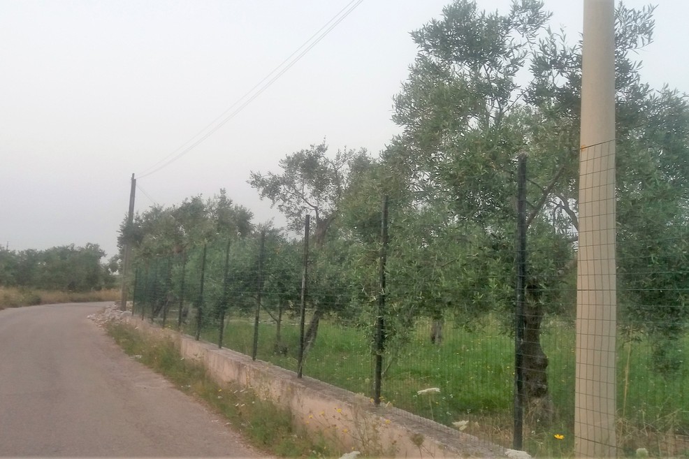 La strada per San Pietro Pago. <span>Foto Gianluca Battista</span>