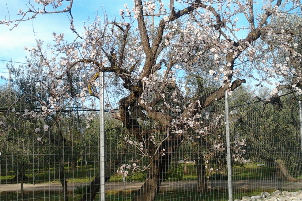 Mandorlo in fiore verso la chiesetta del Padre Eterno. <span>Foto Gianluca Battista</span>