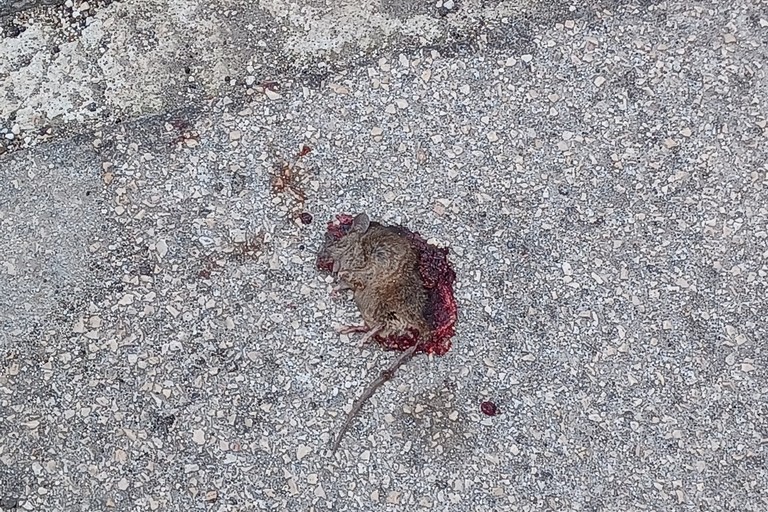 Ratto morto. <span>Foto Gianluca Battista</span>