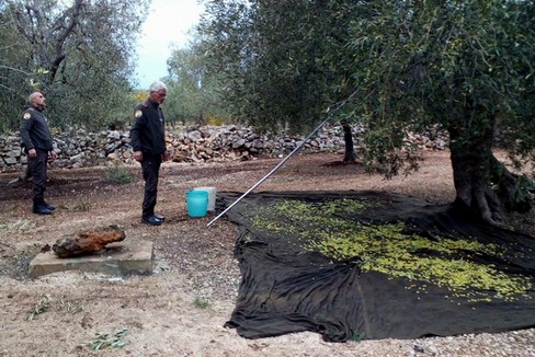 Il furto di olive sventato dalle Guardie Campestri
