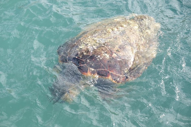 La tartaruga rinvenuta in cala Porto