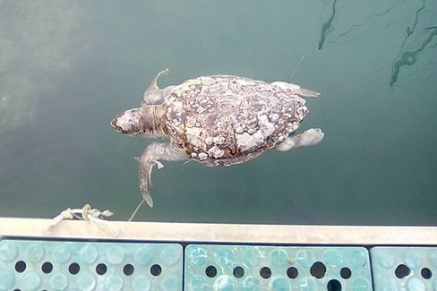 La tartaruga rinvenuta nel porto di Giovinazzo