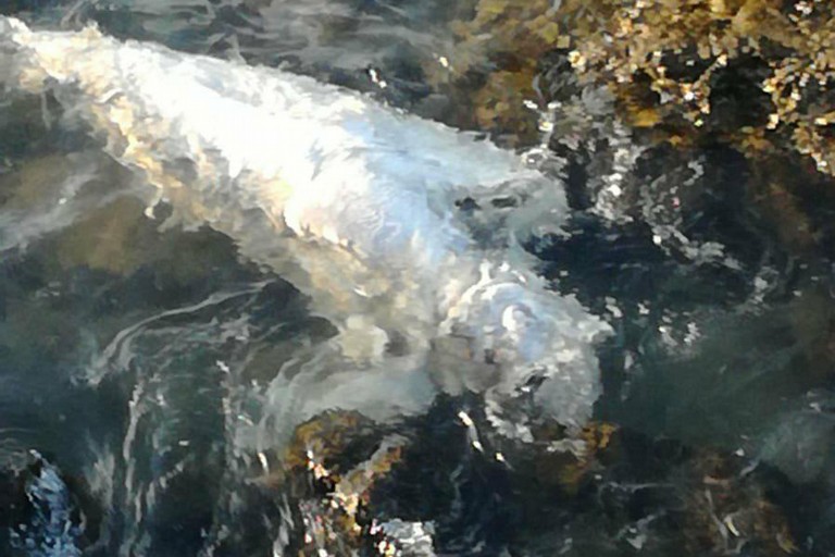 La carcassa di delfino ritrovata a cala Crocifisso