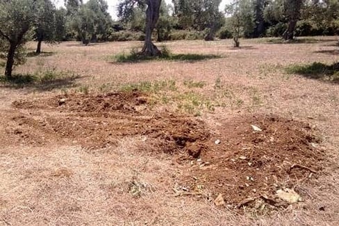 Strage di ulivi monumentali a Giovinazzo