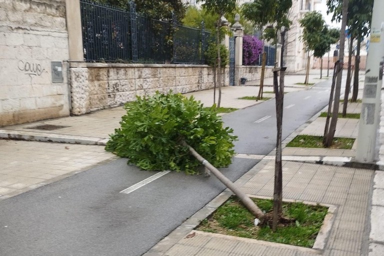 Albero caduto in via Marconi